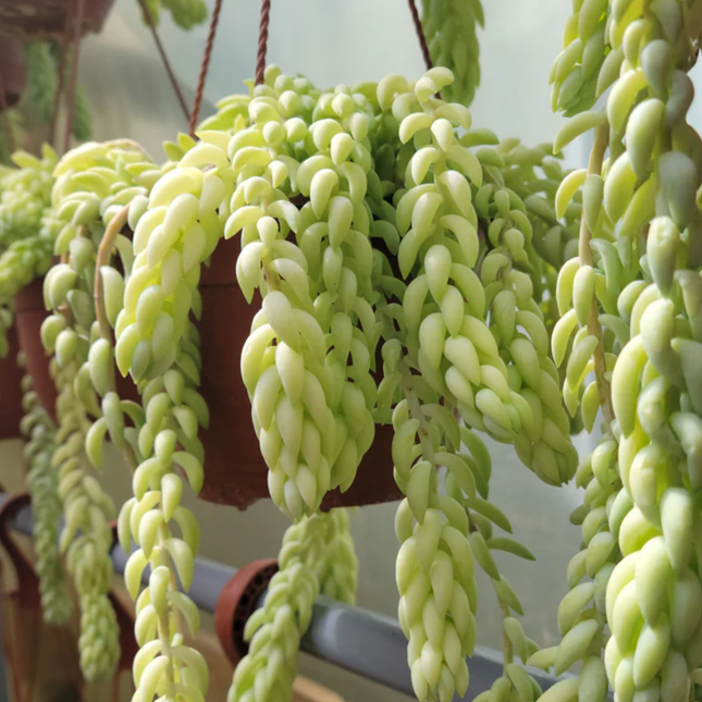 Cola de Burrito (Sedum), Colgante mediano (C15) | Gardekin.com
