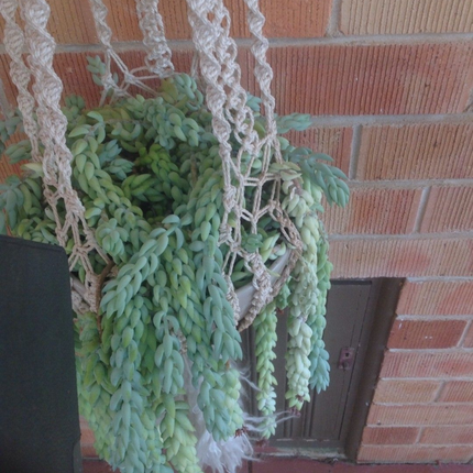 Cola de Burrito (Sedum), Colgante mediano (C15) | Gardekin.com