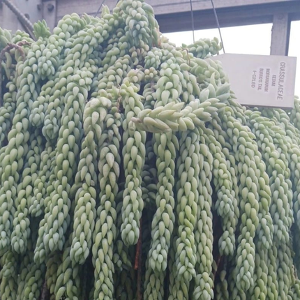 Cola de Burrito (Sedum), Colgante mediano (C15) | Gardekin.com