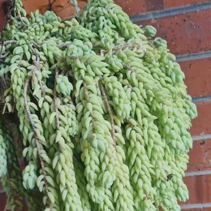 Cola de Burrito (Sedum), Colgante mediano (C15) | Gardekin.com