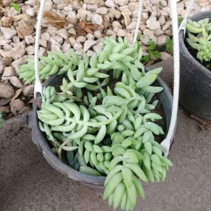 Cola de Burrito (Sedum), Colgante mediano (C15) | Gardekin.com