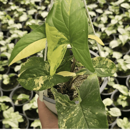 Syngonium Yellow Variegated con manchas amarillas intensas