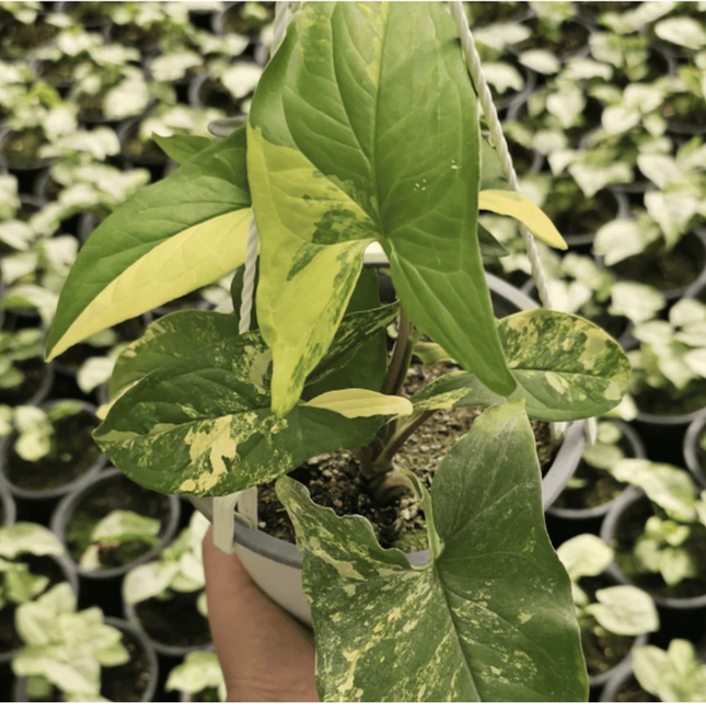 Syngonium Yellow Variegated con manchas amarillas intensas