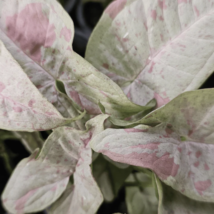 Syngonium Confetti con pequeñas manchas rosadas tipo salpicadura