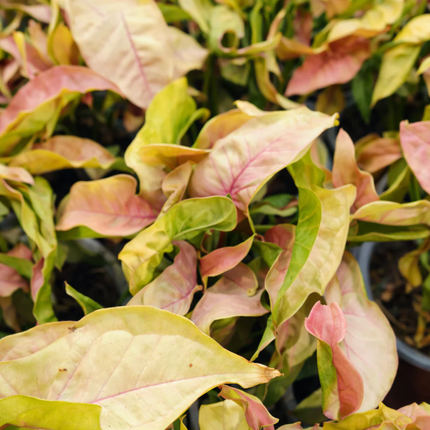 Syngonium Neon de hojas rosadas suaves y envés verde lima