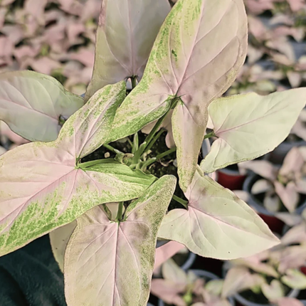 Syngonium Red Spot con manchas rojizas y rosadas exclusivas
