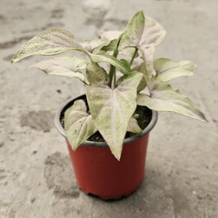 Singonio Mancha Roja (Red Spot Tricolor); Pequeña (M10) | Gardekin Chile