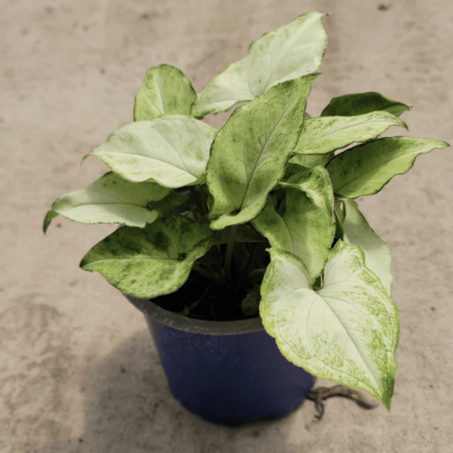 Singonio Robusta; Pequeño (M10) | Gardekin Chile