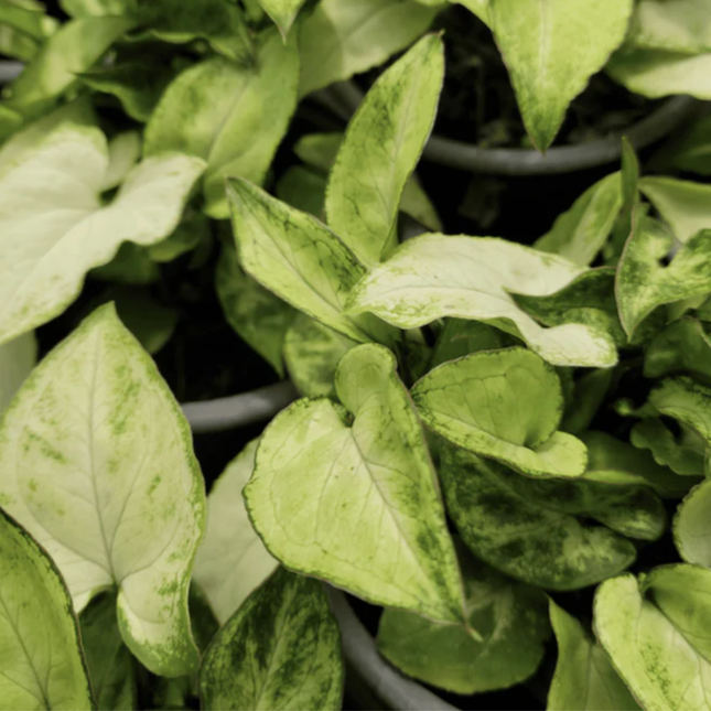 Singonio Robusta de hojas verdes clásicas y crecimiento rápido