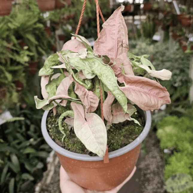 Syngonium Neon Robusta rosado en maceta colgante grande
