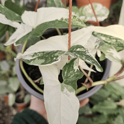 Singonio Variegado | Gardekin.com