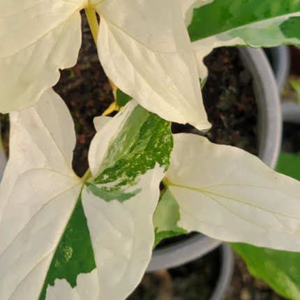 Syngonium Albo Variegatum con parches blancos puros