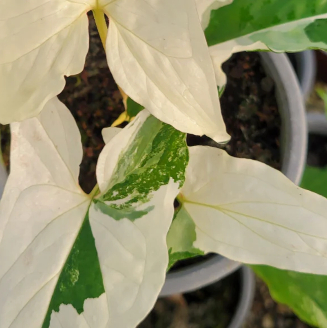 Syngonium Albo Variegatum con parches blancos puros