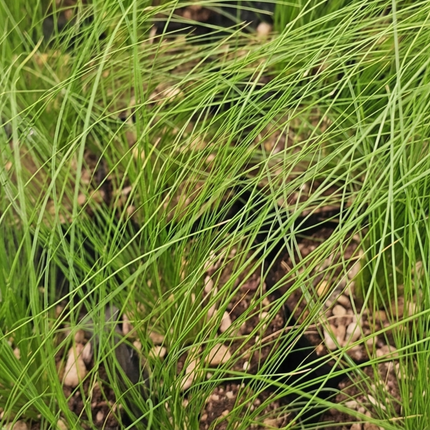 Pelo de Ángel Stipa tenuissima, gramínea ornamental plumosa