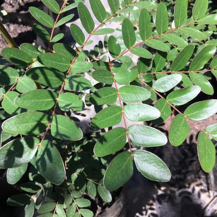 Tara, Mediana Plus (M17) | Gardekin.com
