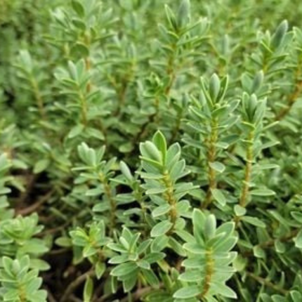 Verónica Veronica spicata, detalle de espiga floral