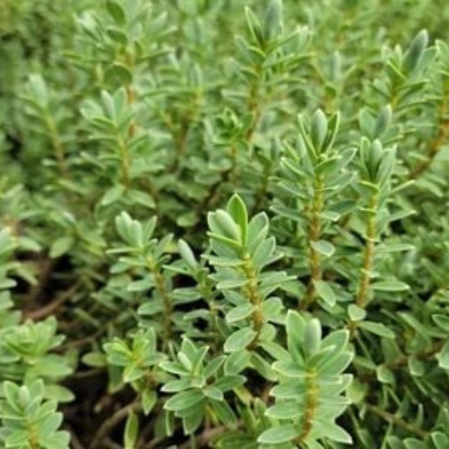 Verónica Veronica spicata, detalle de espiga floral